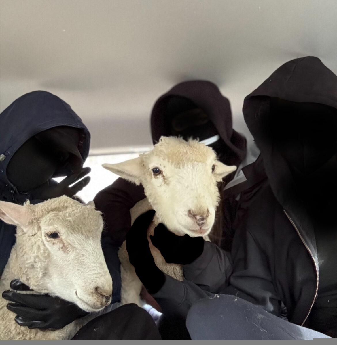 ACTIVISTS LIBERATE TWO LAMBS BEFORE SLAUGHTER FOR EASTER.